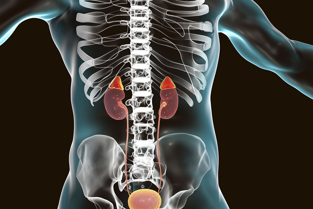 Human kidneys and adrenal glands, illustration