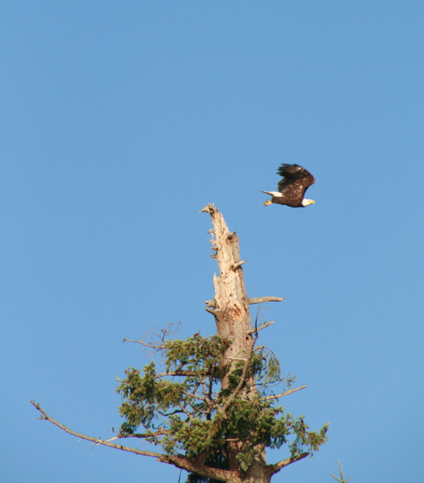 eagle flying from the tree