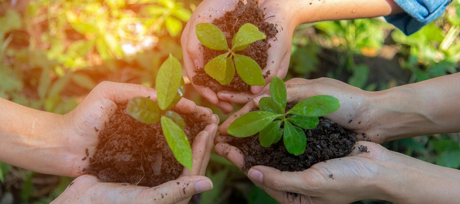 young seedlings in hands