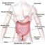 graphic representation of digestive system