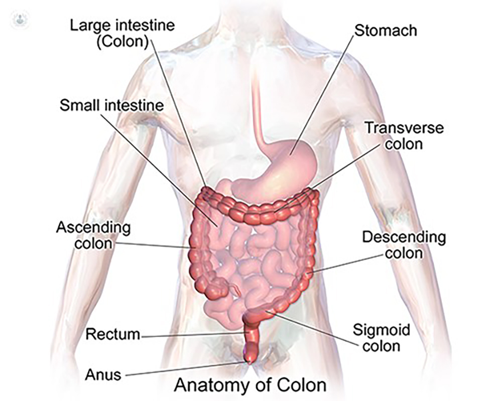 graphic representation of digestive system